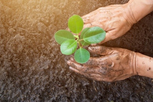 Eine Jungpflanze wird in nasse Erde gepflanzt