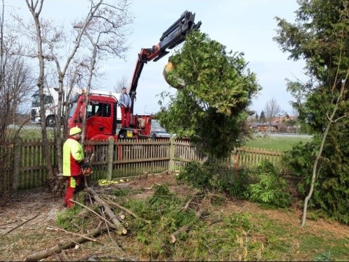 Baumfällung im Garten