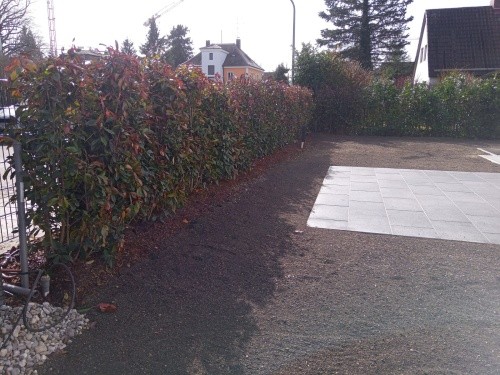 Hecke als Sichtschutz